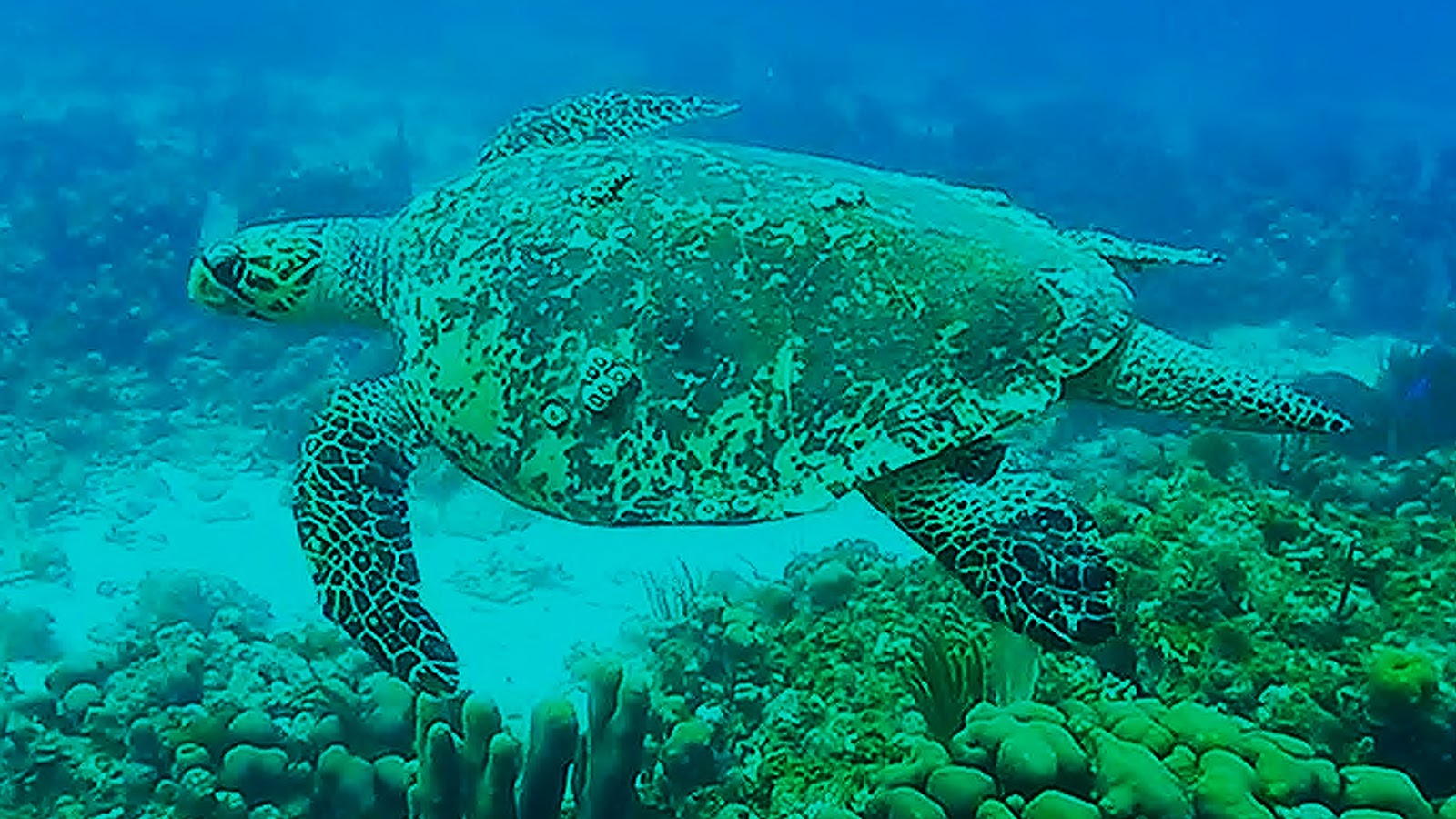 Aqua Action Blog: Turtle with a long tail!