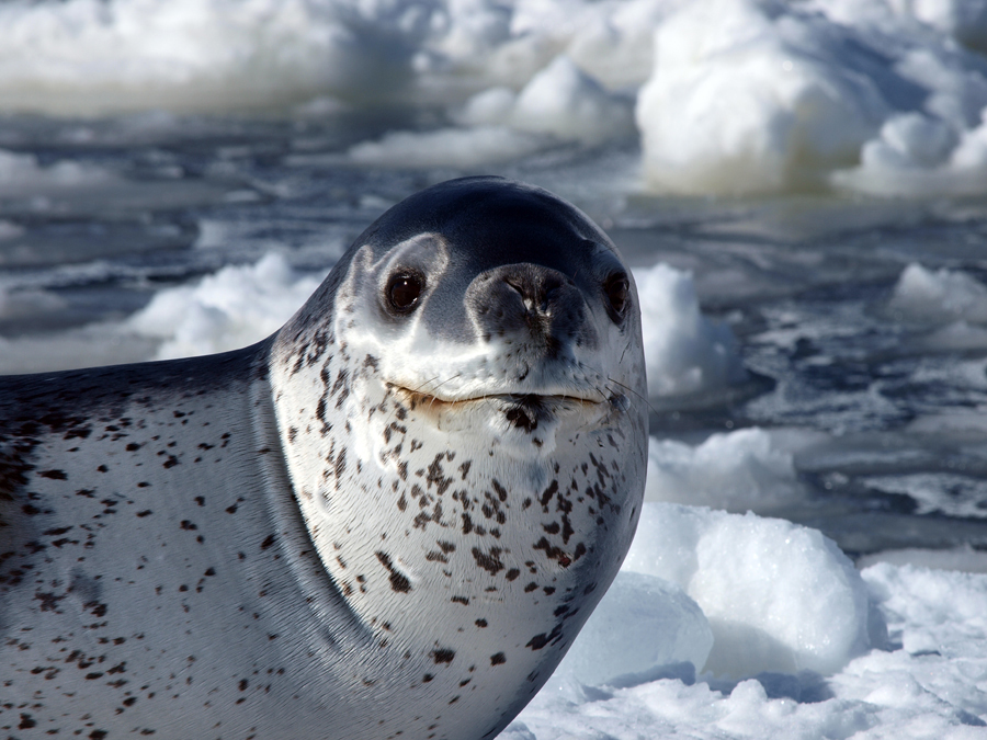 Beautiful Animals - Page 678