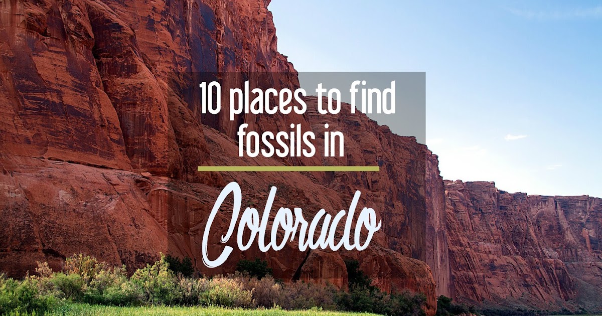 Calling All Paleontologists! 10 Places to Find Fossils in Colorado