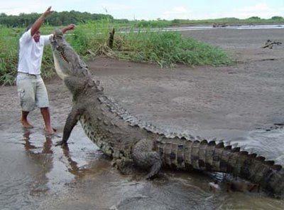 The Saltwater Crocodile - Crocodylus porosus