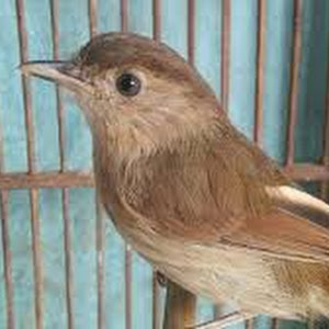 Burung Bubut But But