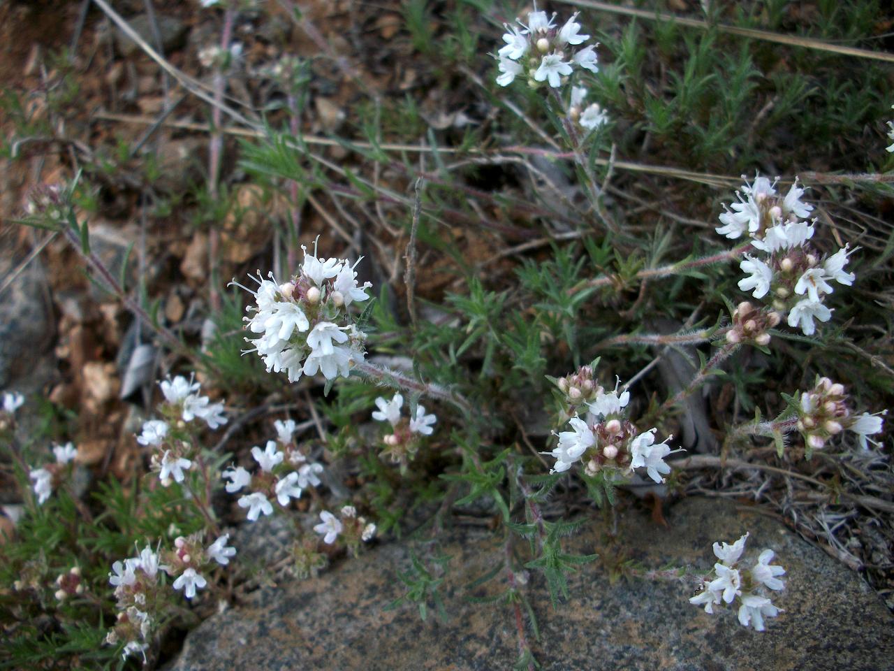 Διαδρομές Θυμάρι το Αττικό, Thymus atticus