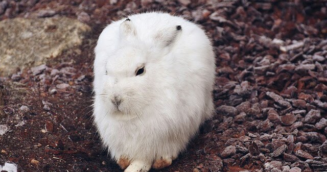 Alasan Kenapa Kelinci Jadi Galak Beserta Cara Mengatasinya - HoBinatang