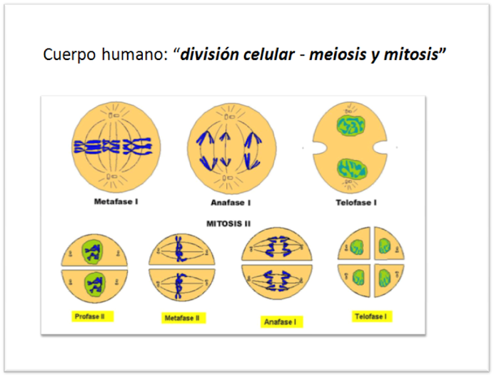 División celular: MEIOSIS y MITOSIS