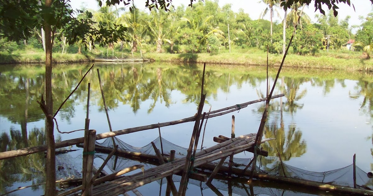 Fish Pond Buddy How to Start A Bangus (Milkfish) Farm Part 1