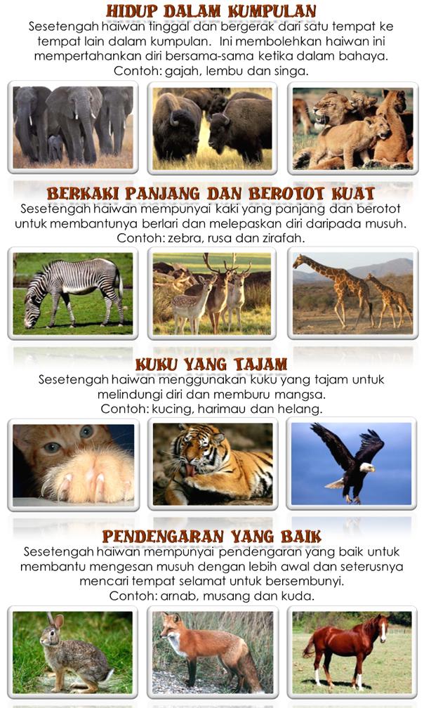 Cara Haiwan Melindungi Diri Perlindungan haiwan daripada bahaya
