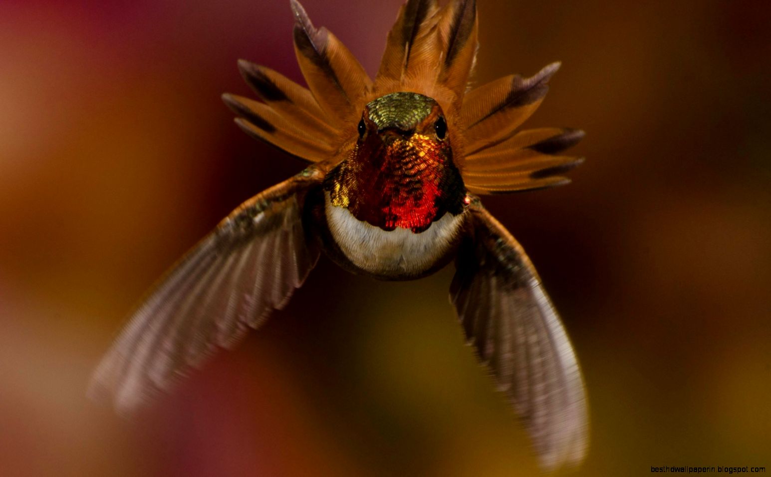 drop glitter morning macro bokeh lights photo beauty wallpaper