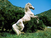 Beautiful Cute White Coloured Horse Pictures / Photos / Wallpapers .