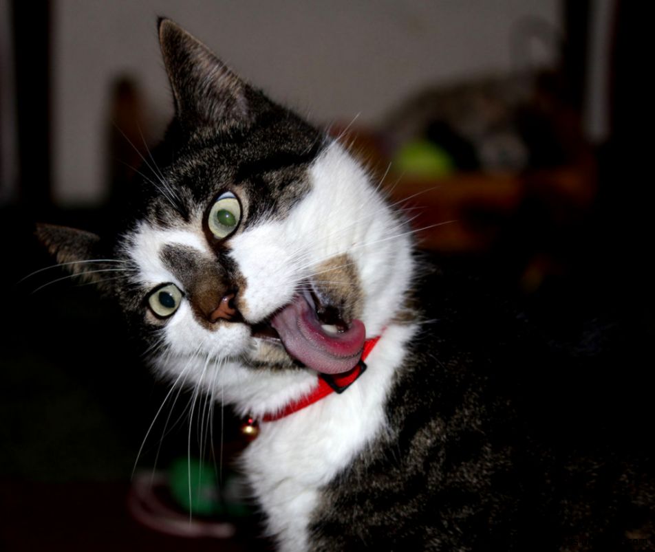 Funny Farm Kitty by Thy Darkest Hour on DeviantArt