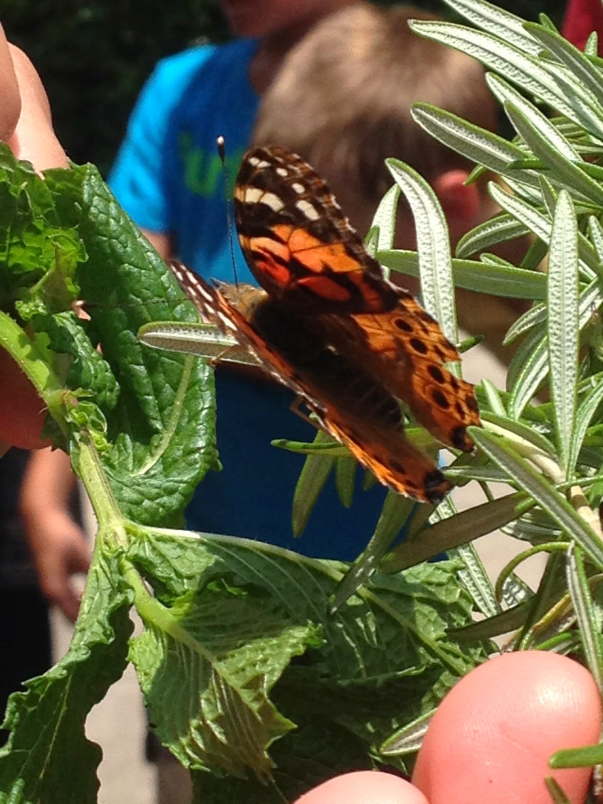 Fetching Butterflies Leak: What We Learned - eht38qy