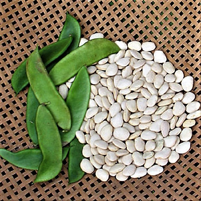 Lima bean sprout house