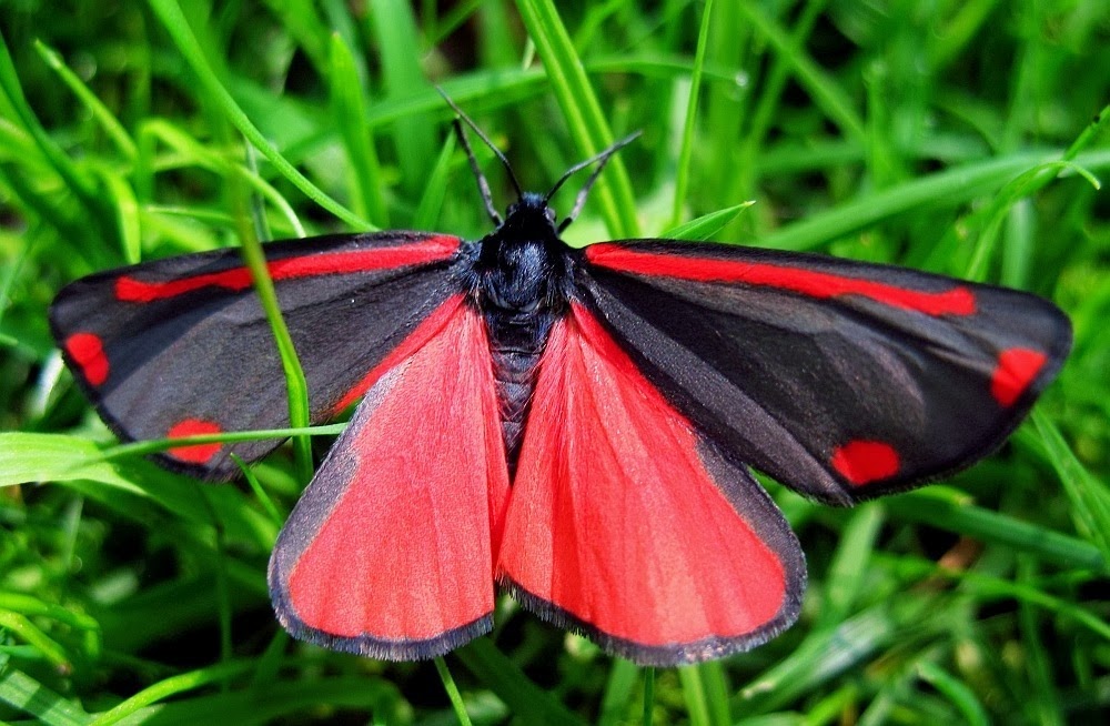 Animal Galaxy Cinnabar moth