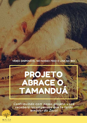 Zeca, o tamanduá-mirim, ficou órfão em 2015 quando ele e sua mão foram atropelados em uma rodovia do Estado de Minas Gerais. Foto: Divulgação/Waita projeto abrace o tamanduá, waita, ong, tamanduá, tamanduá mirim, animais, conservação ambiental, preservar os animais, natureza, sustentabilidade, crowdfunding, monitoramento, ibama, atropelamento, animais selvagens