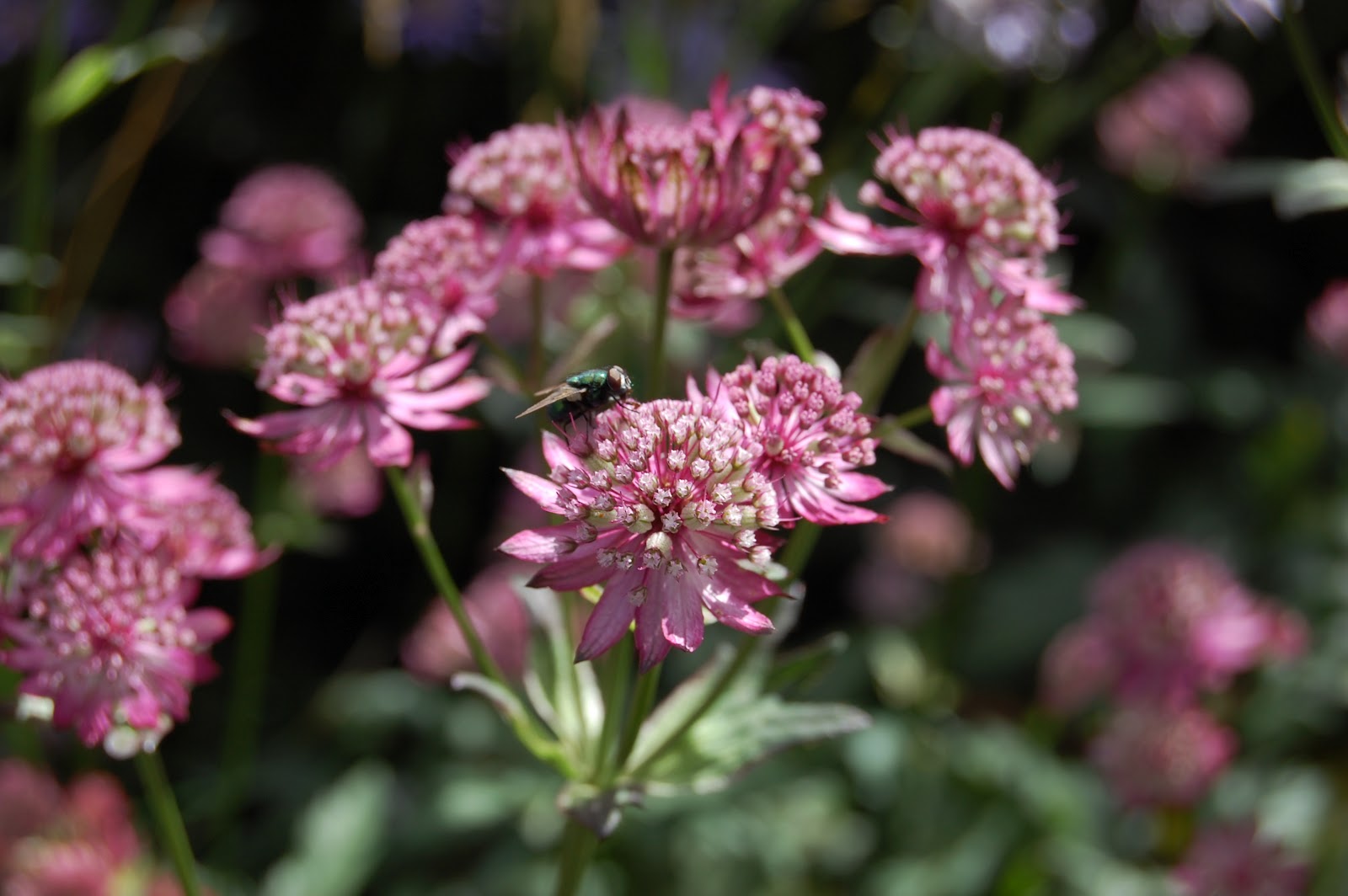 5 flowers zone 9 flowers zone 9 tanaltivaytansensible