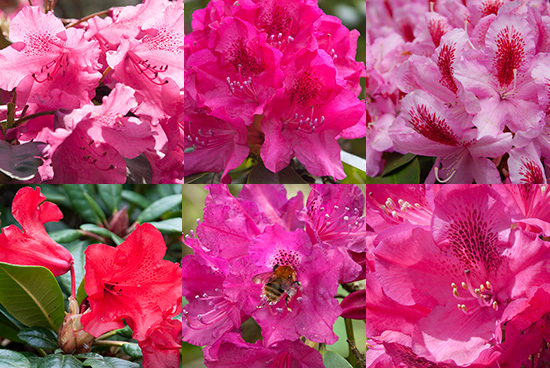 pink and red rhododendron
