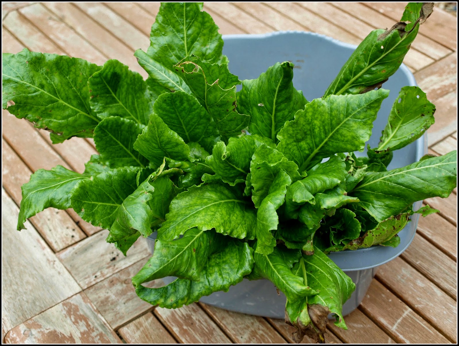 Mark's Veg Plot Perpetual Spinach
