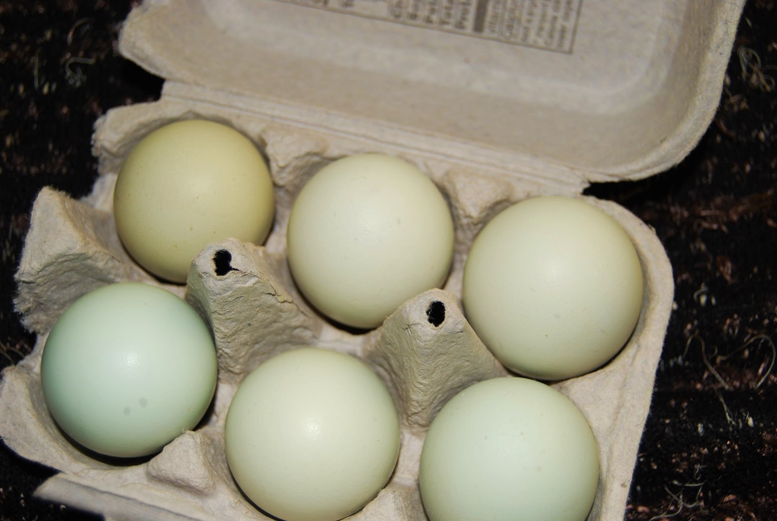 Helen A. Lockey Multicolored Eggs Farriss Farm, Fla. Style
