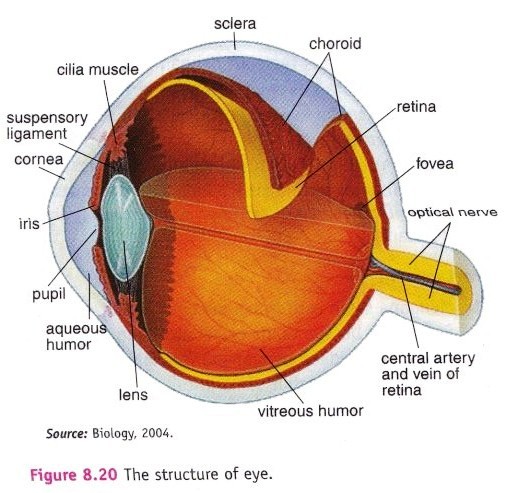 structure of eye and ear