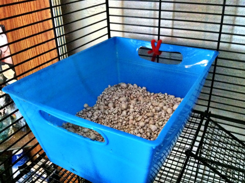 The Rat Whisperer: Litter Box Training: How to Potty Train Your Rat ...