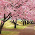 Tutorial Blog Turun Bunga Sakura