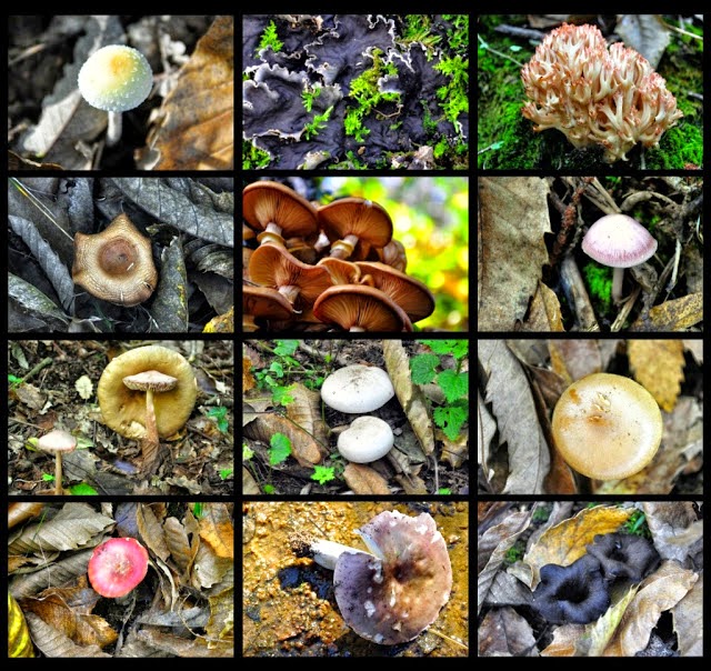 https://www.ramelhobbyshop.com/2022/02/10-jamur-aneh-dan-unik-yang-ada-di-dunia.html