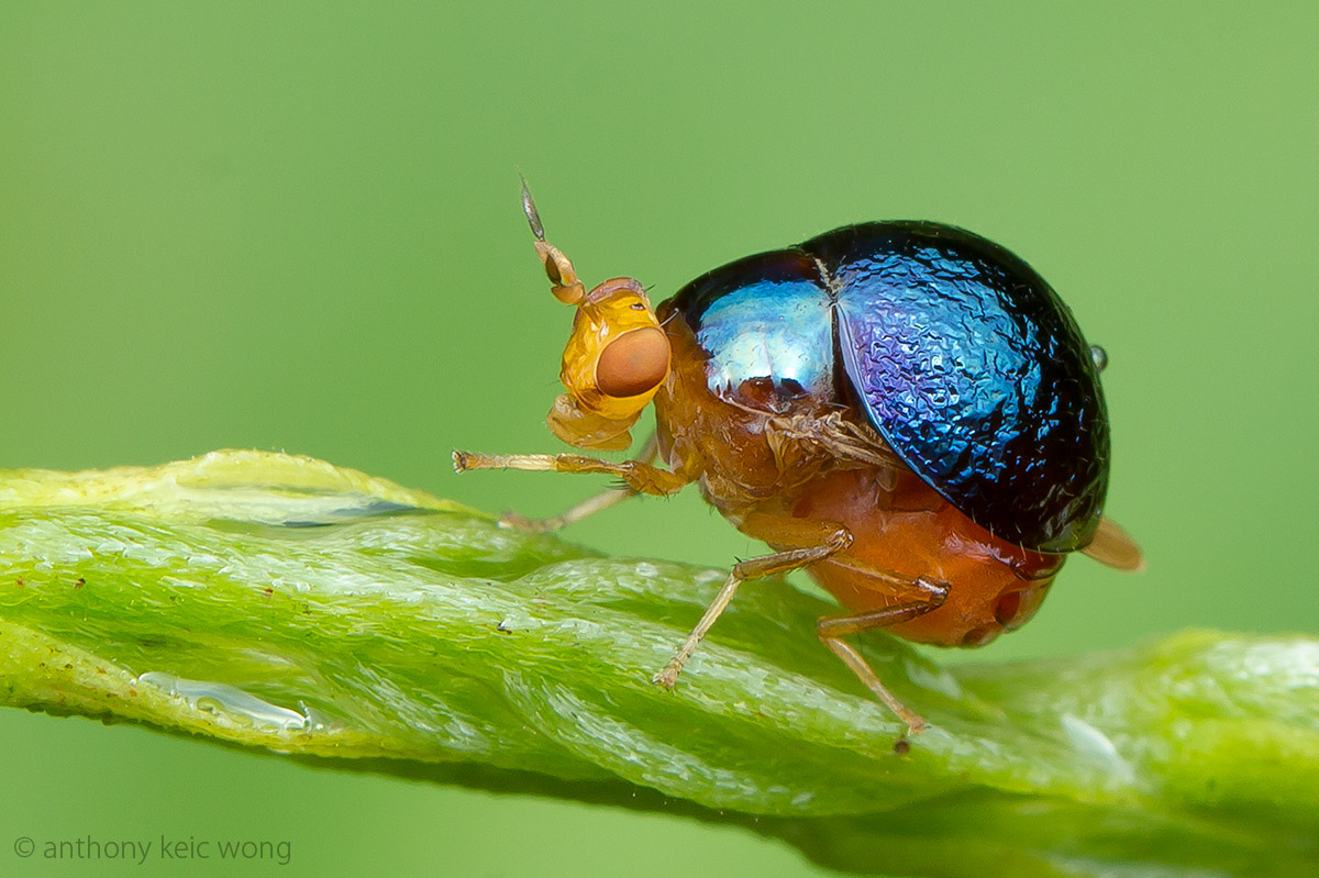 Macro Photography Beetlebacked fly (Celyphidae)