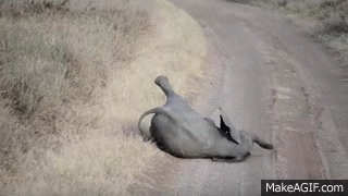 9PEiMb.gif