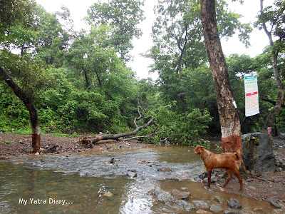 One of the streams at the Tungareshwar temple in Vasai, Mumbai