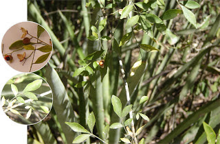Catiguá colorada Trichilia catigua