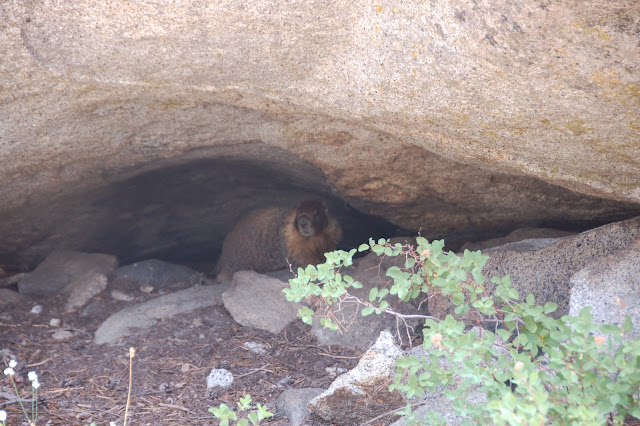 A wild marmot found while hiking in the Desolation Wilderness