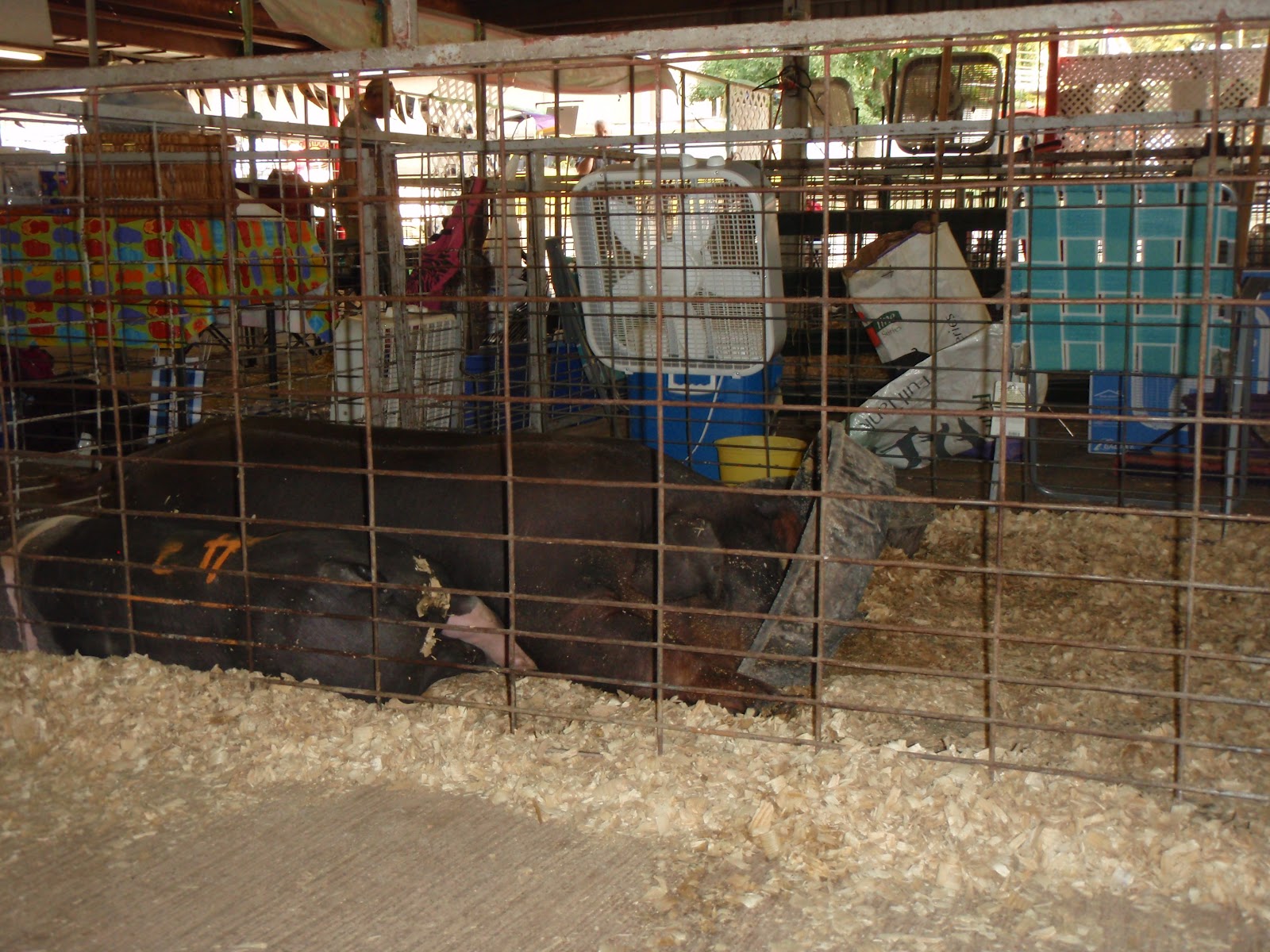 Wedded Bliss Road Pixie Dust Spreader on the TiltAWhirl