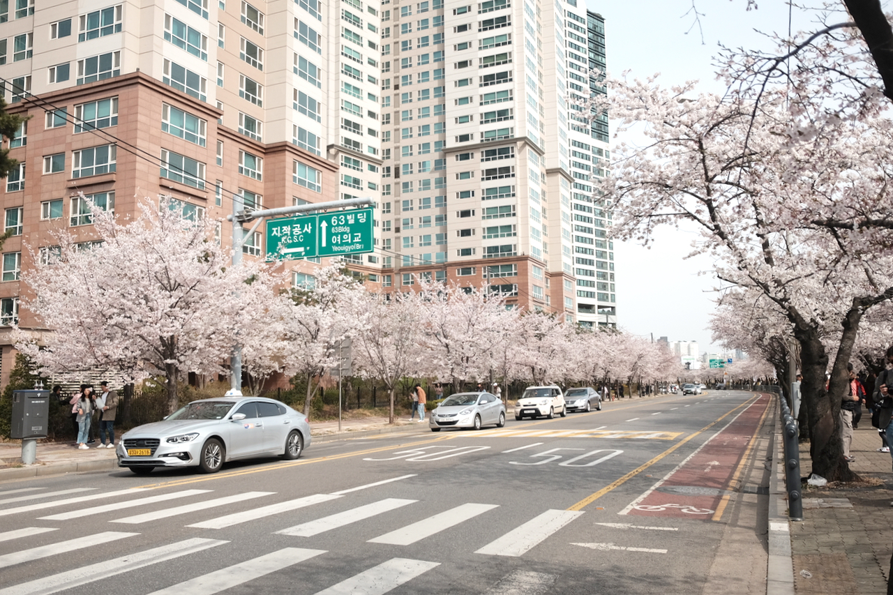 n-journal: Cherry Blossoms in Seoul