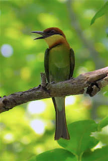 Chestnut-headed Bee-eater