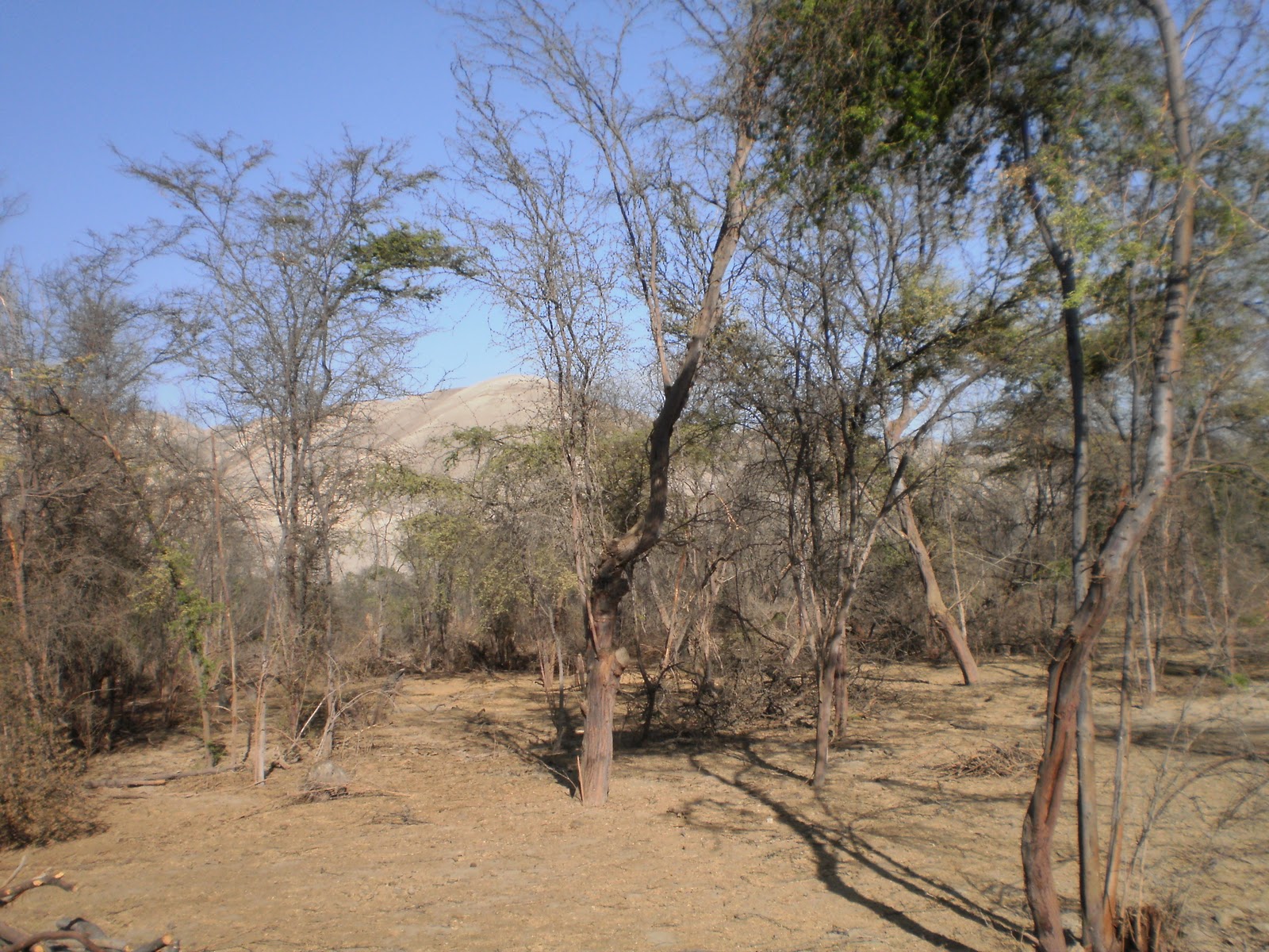 Periodismo de Investigación EN BUSCA DE LA RECUPERACIÓN DEL UNICO BOSQUE SECO DE LA REGION ICA
