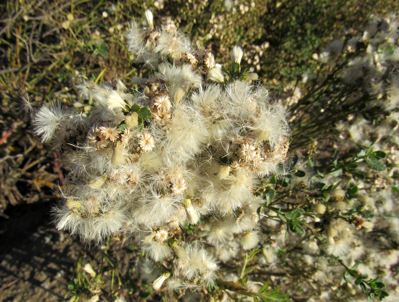 Coyote Brush of California's Coastal Scrub and Chaparral