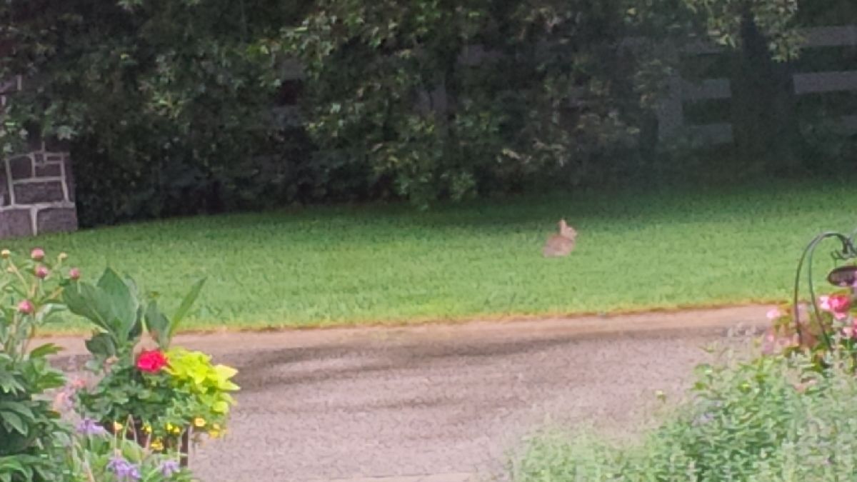A Bevy of Bunnies (or how prolific rabbits really are) by Kate James