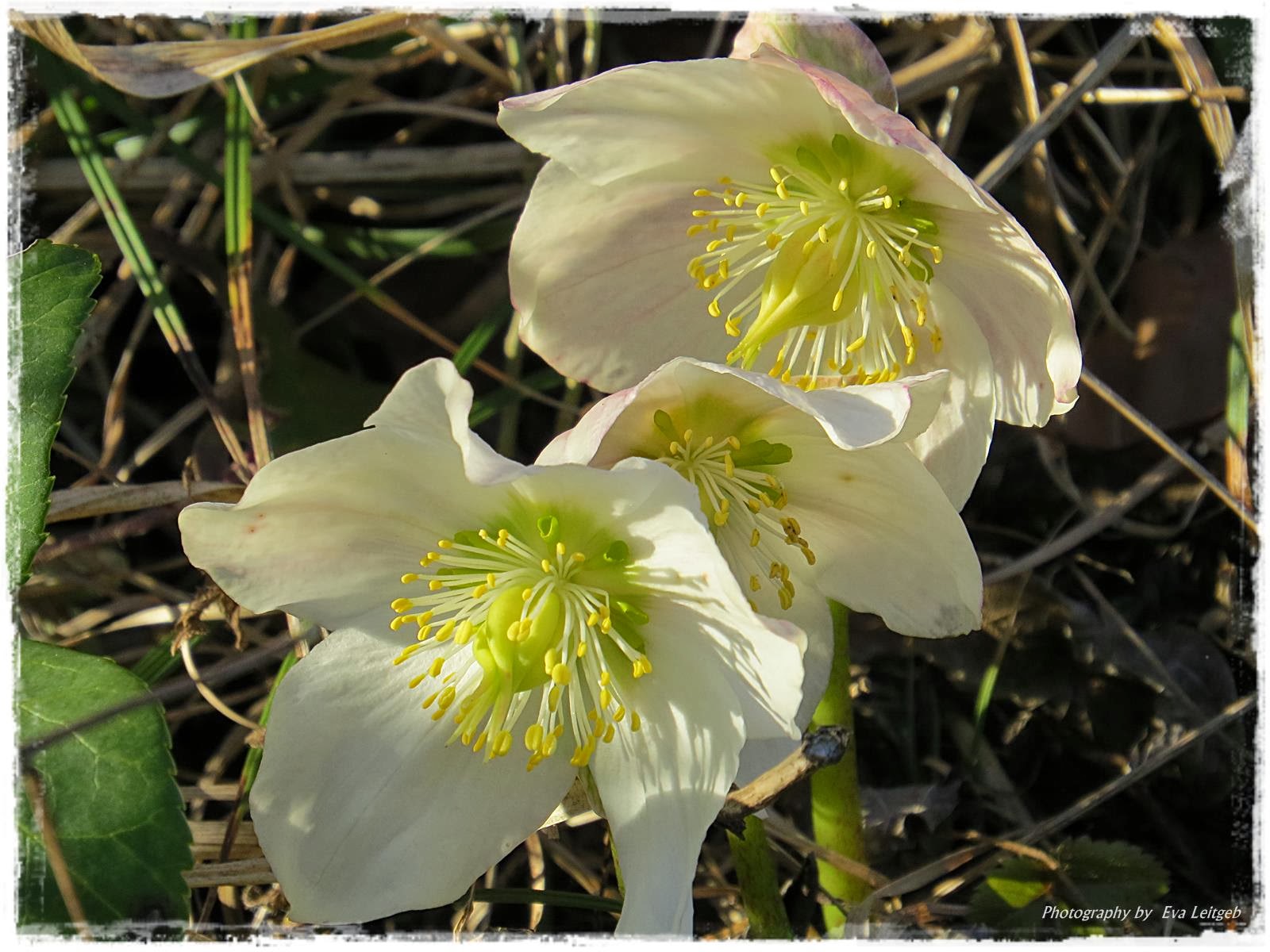EVA'S WELT Schneerosen