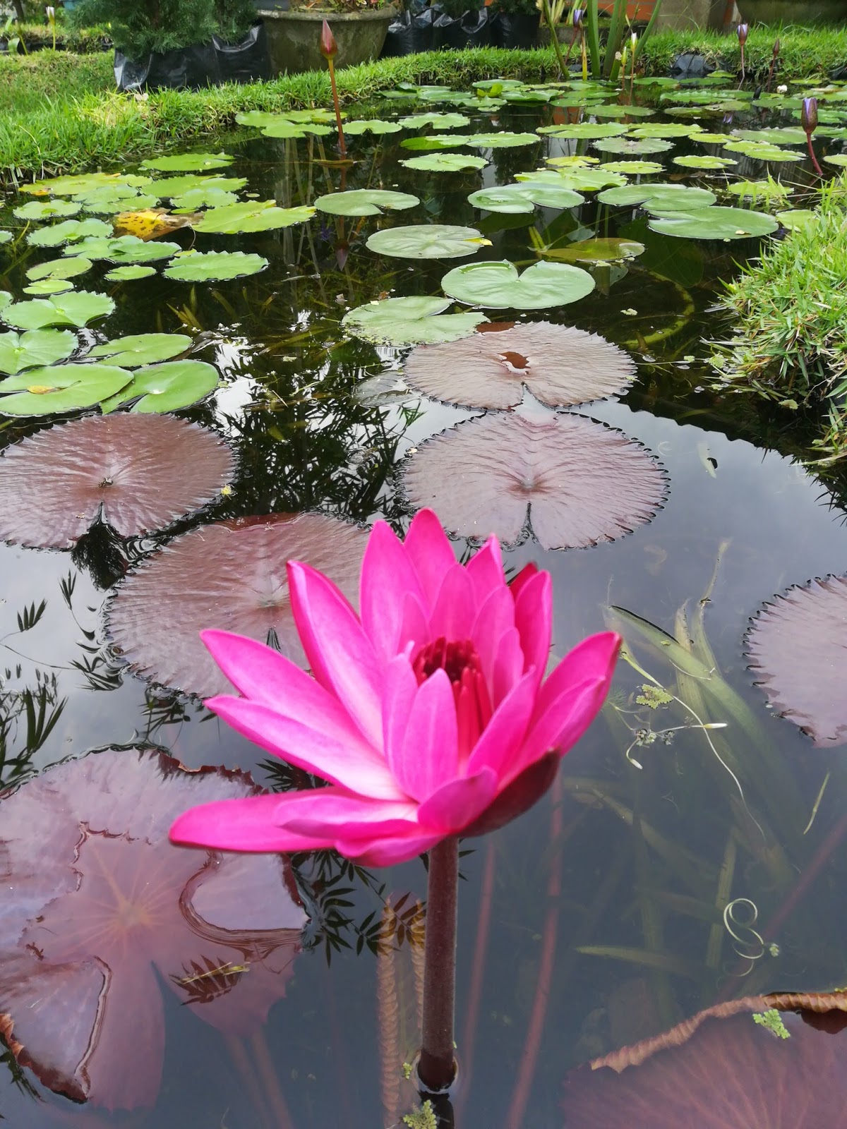 jardines acuaticos cali