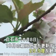 10月看櫻花?日本天氣大亂 