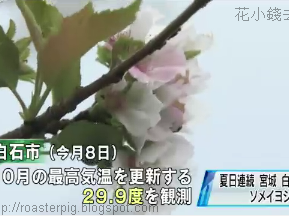 10月看櫻花?日本天氣大亂 
