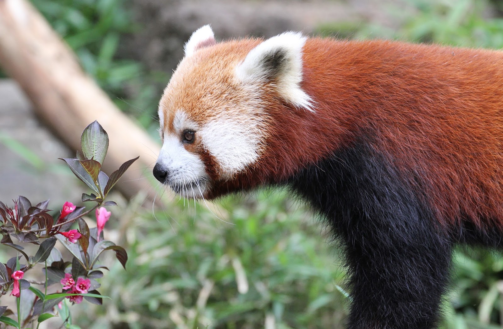 Малая панда чем питается. Красная Панда Кимона. Енотовидная Панда ест бамбук. Красная Панда питается. Малая Панда ест.