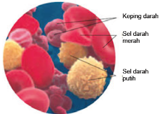 Sel Darah Merah, Sel Darah Putih dan Keping Darah