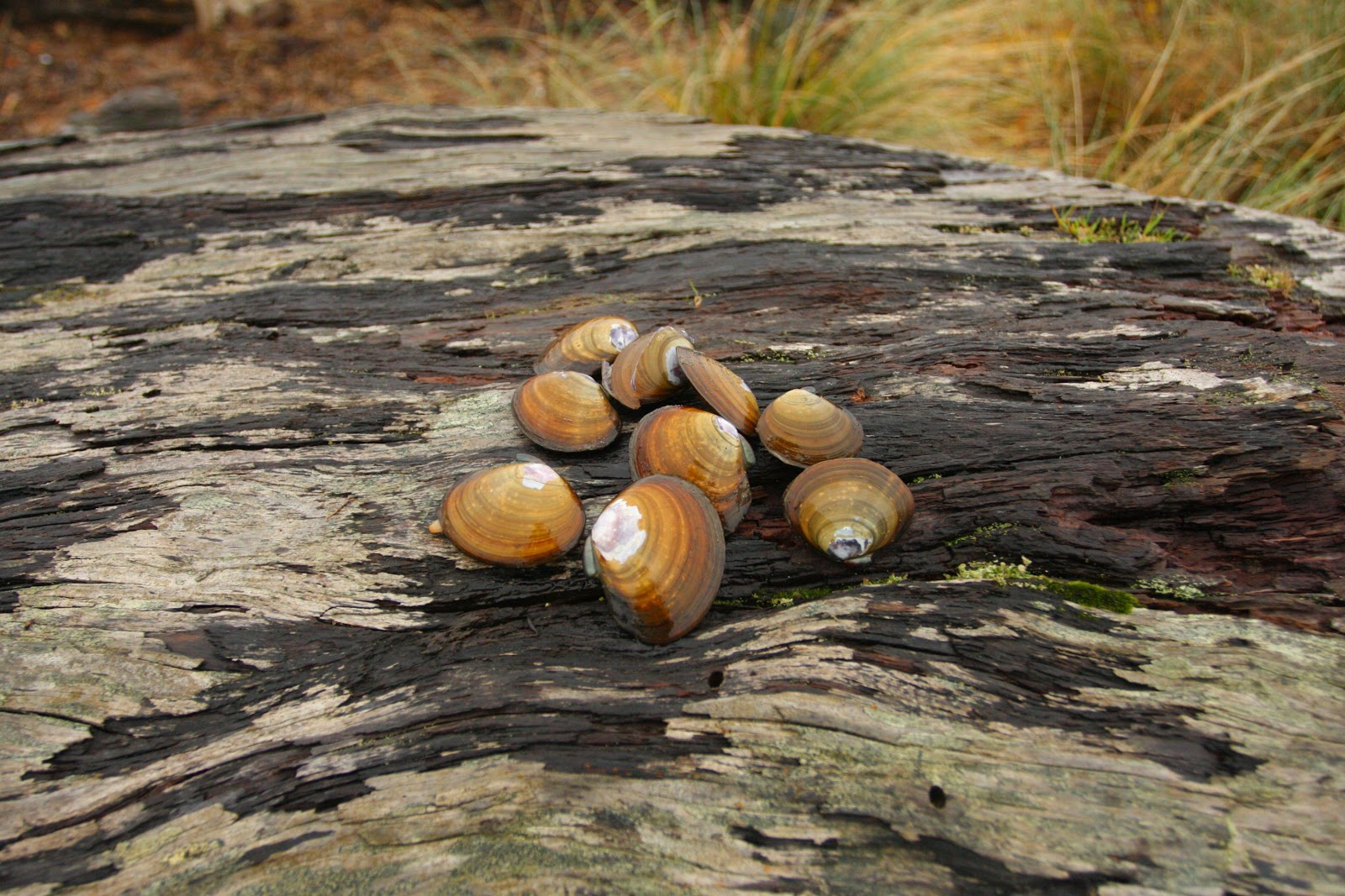 . Clamming in Siletz Bay, Oregon
