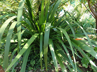 Hojas de lirio hediondo (Iris foetidissima)