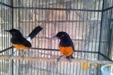 Perbedaan Murai Jantan dan Betina - Info Pets