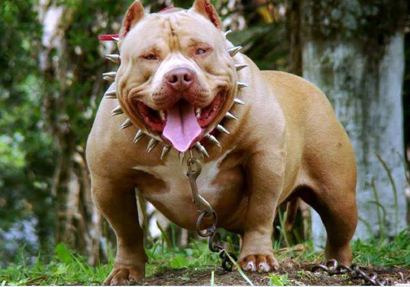 Cão Mais Forte Do Mundo - BRZVIDEO