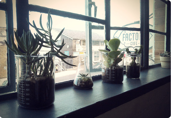 Cool plant displays at the Factory Cafe