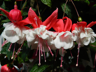 Red and White Windchimes Fuchsia flowers 2016 Allan Gardens Conservatory Spring Flower Show by garden muses-not another Toronto gardening blog