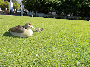 Egyptian geese .A Mother with its chich in "Company Gardens" in Cape Town.