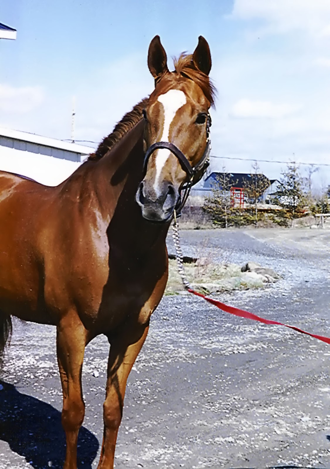 Le Cheval au Naturel The Natural Horse Fall Laminitis Signs and